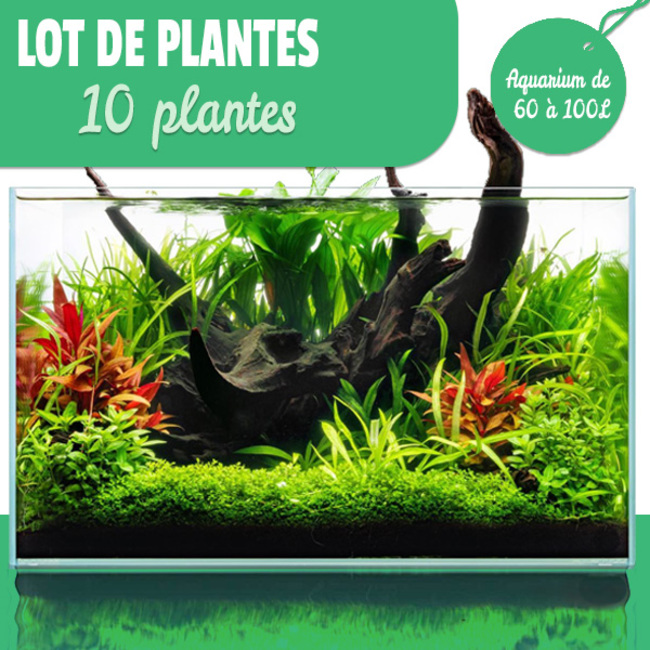 Lot de 10 plantes pour aquarium de 60 à 100L L